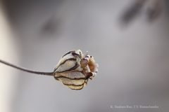 Silene nigrescens
